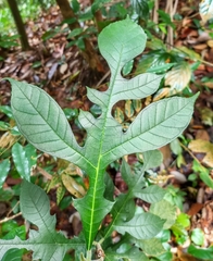 Artocarpus elasticus