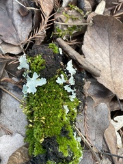 Ptychomitrium incurvum