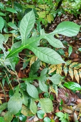 Artocarpus elasticus