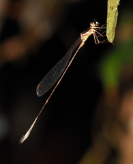 Drepanosticta rufostigma