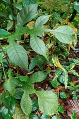 Artocarpus elasticus