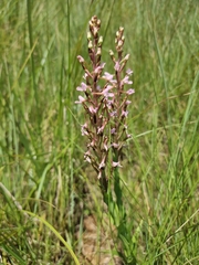 Disa patula