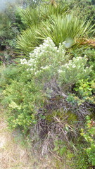 Olearia nummulariifolia