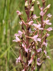Disa patula