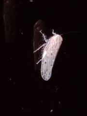 Deltocephalini