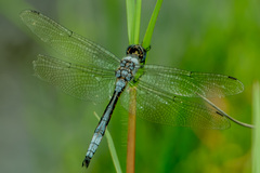 Zygonyx natalensis