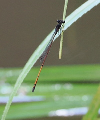 Prodasineura hyperythra