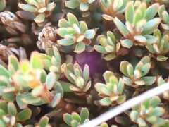 Montitega dealbata