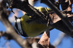 Cyanistes caeruleus