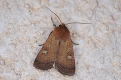 Xestia xanthographa