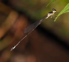 Drepanosticta rufostigma