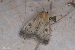 Xestia xanthographa