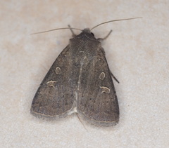 Xestia xanthographa
