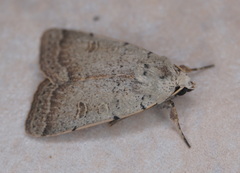 Xestia xanthographa