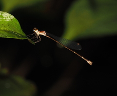 Drepanosticta rufostigma