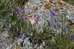 Campanula stenocodon