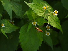 Episyrphus balteatus
