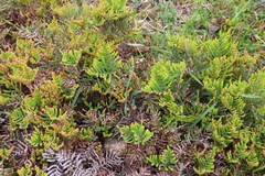 Gleichenia alpina