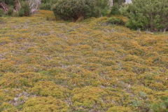 Gleichenia alpina