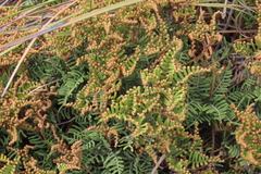Gleichenia alpina