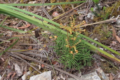 Gleichenia alpina
