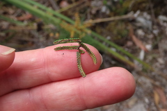Gleichenia alpina