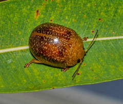Paropsis wilsoni