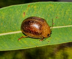 Paropsis wilsoni
