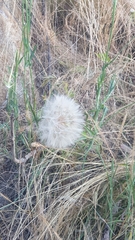 Tragopogon dubius