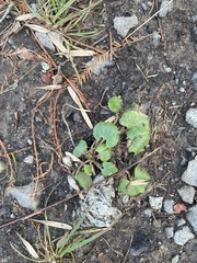 Ranunculus abortivus