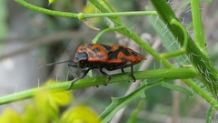 Eurydema ventralis