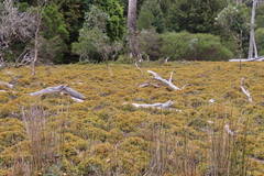 Gleichenia alpina