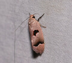 Acanthodela erythrosema