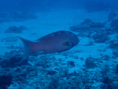 Variola albimarginata