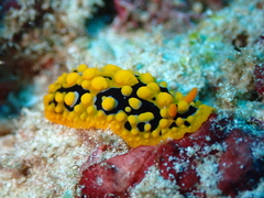 Phyllidia ocellata