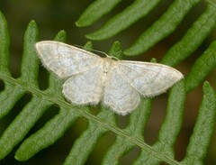 Idaea dilutaria
