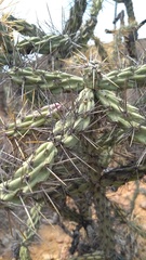 Cylindropuntia molesta molesta