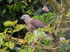 Haliaeetus ichthyaetus