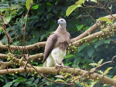 Haliaeetus ichthyaetus