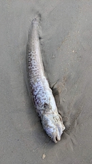 Genypterus tigerinus