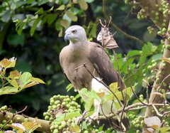 Haliaeetus ichthyaetus