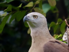 Haliaeetus ichthyaetus