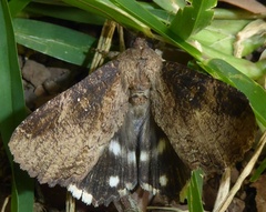 Ercheia cyllaria