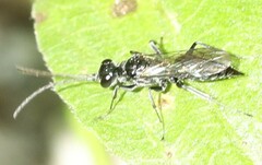 Dolichurus
