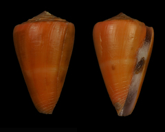 Conus daucus