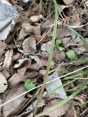 Ranunculus abortivus