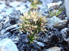 Colobanthus strictus