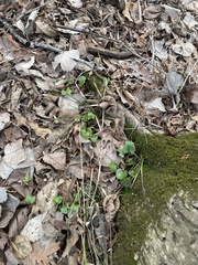 Ranunculus abortivus