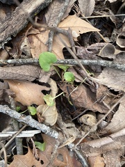 Ranunculus abortivus