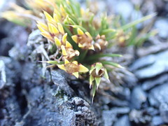 Colobanthus strictus